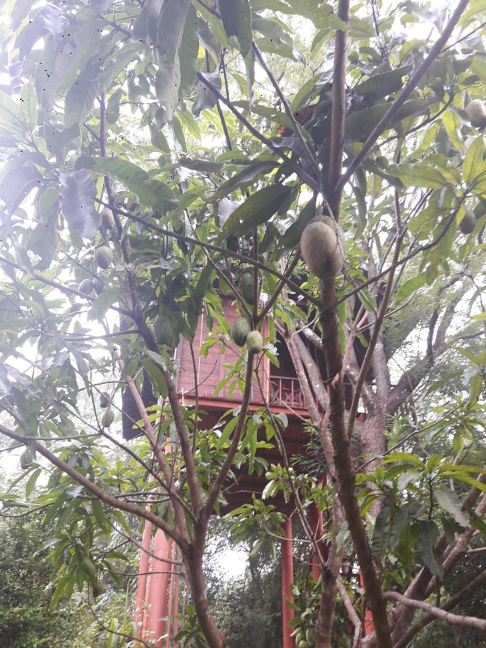 Willa Dambulla Tree House Zewnętrze zdjęcie